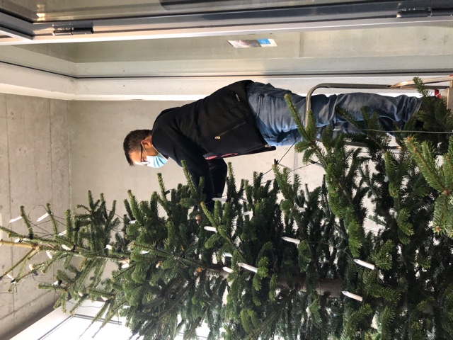 Paulinum Baum 8